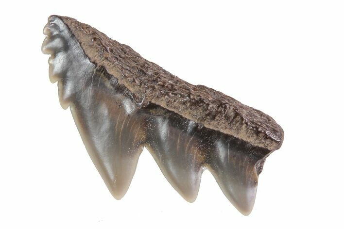 Fossil Cow Shark (Notorynchus) Tooth - Maryland #71099